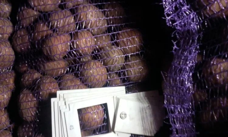 Пропонується насіннєва картопля сорт Рівєра та Арізона Есмі - фото № 8