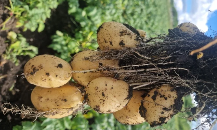 Пропонується насіннєва картопля сорт Рівєра та Арізона Есмі - фото № 9