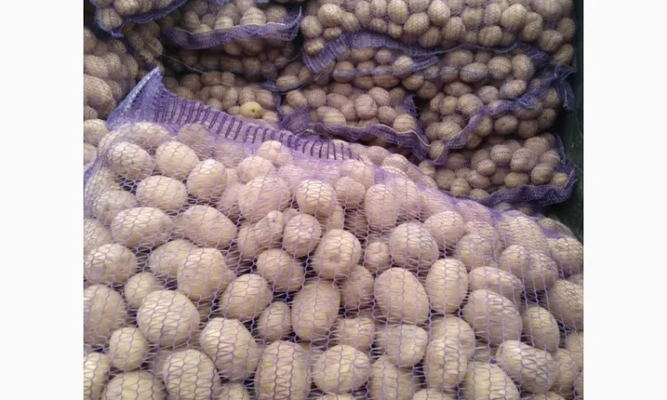 Пропонується насіннєва картопля сорт Рівєра та Арізона Есмі - фото № 10