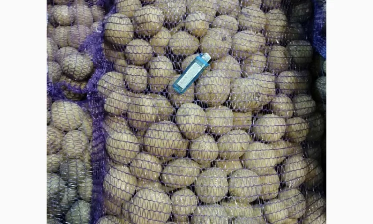 Пропонується насіннєва картопля сорт Рівєра та Арізона Есмі - фото № 11