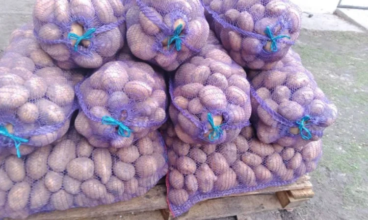 Продается картофель сорта Коннект - фото № 1