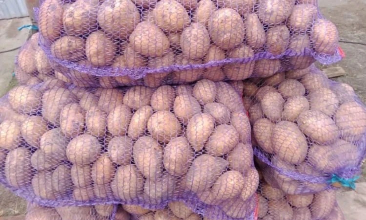 Продается картофель сорта Коннект - фото № 2