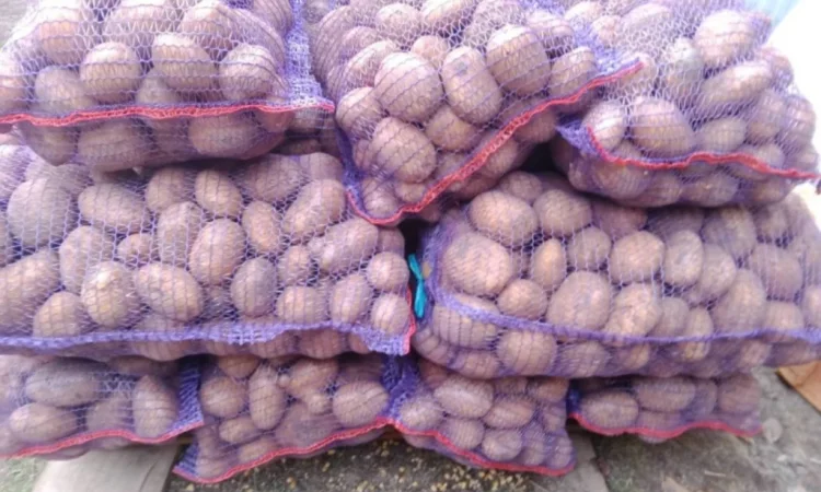 Продается картофель сорта Коннект - фото № 3