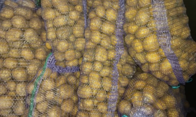Продажа посадочной картошки - фото № 1
