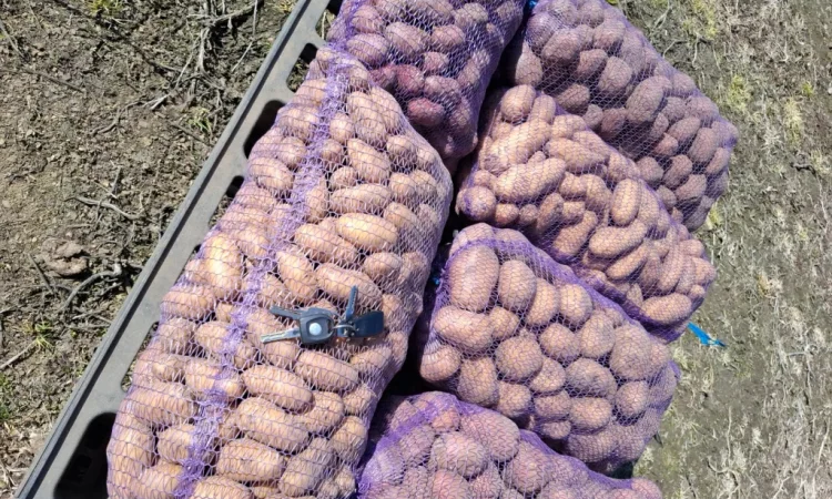 Продается домашний картофель различных сортов - фото № 1