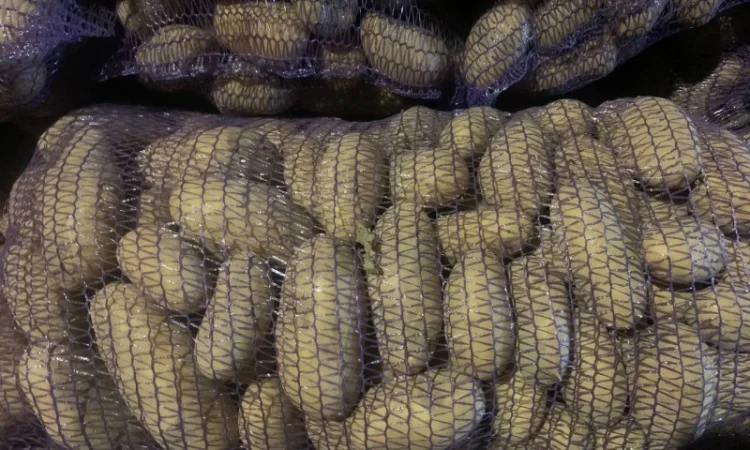 Продается картофель сорт Гренада, Каллет, Беларосса - фото № 2