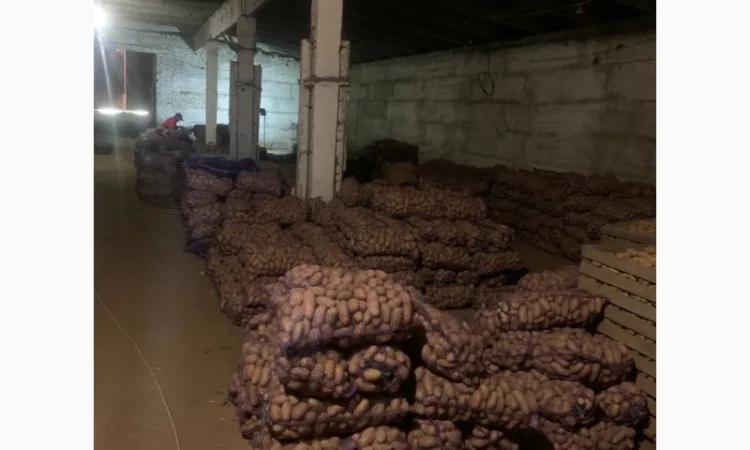 Продается картофель сорт Гренада, Каллет, Беларосса - фото № 3