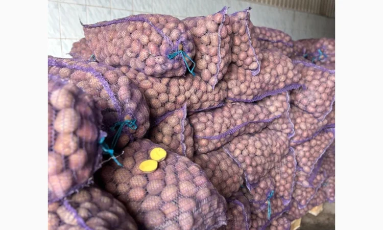 Продажа насиннєвої посадкової картоплі - фото № 1