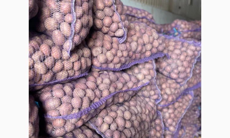 Продажа насиннєвої посадкової картоплі - фото № 2