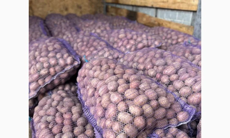Продажа насиннєвої посадкової картоплі - фото № 3