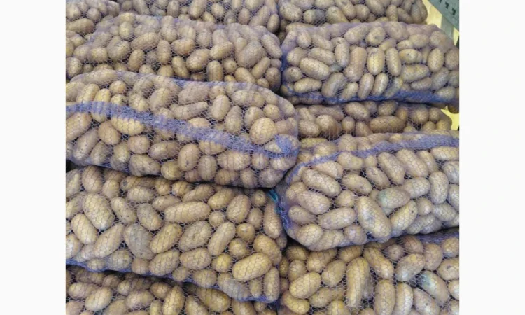 Продается картофель в розницу, есть в наличии 500 тонн - фото № 3