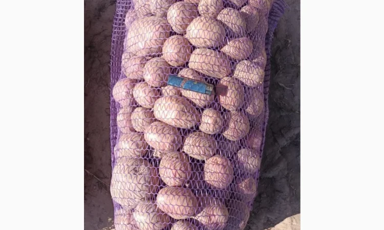 Продається товарна картопля першого сорту - фото № 1