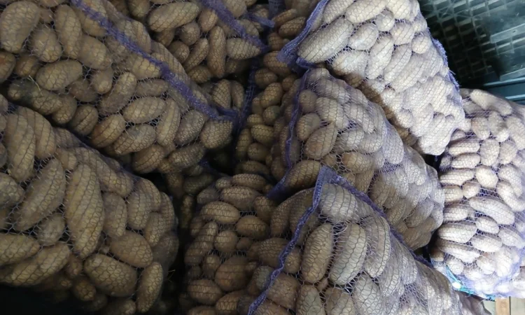 Пропонується товарна картопля сортів Гранада та Еволюшн - фото № 1