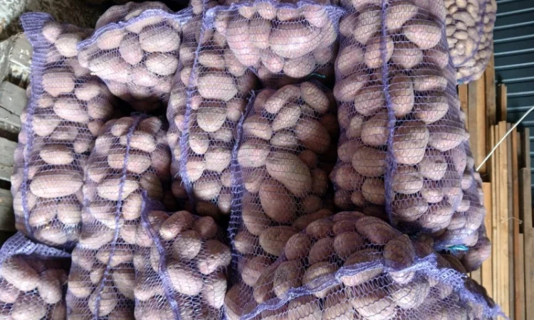 Продается товарная и семенная картошка - фото № 3