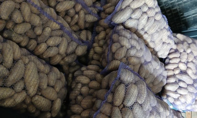 Продается товарная и семенная картошка - фото № 4