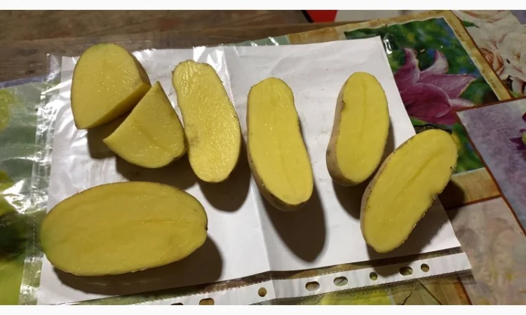 Пропонується товарна картопля сорту Гренада - фото № 1