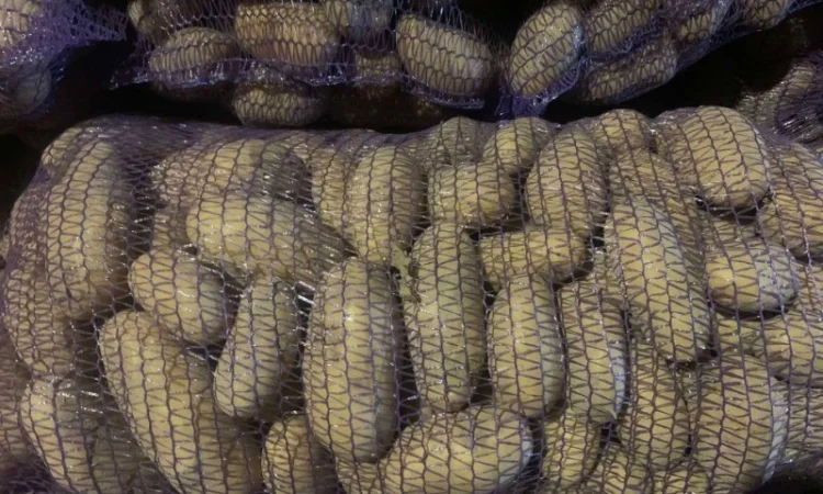 Пропонується товарна картопля сорту Гренада - фото № 2