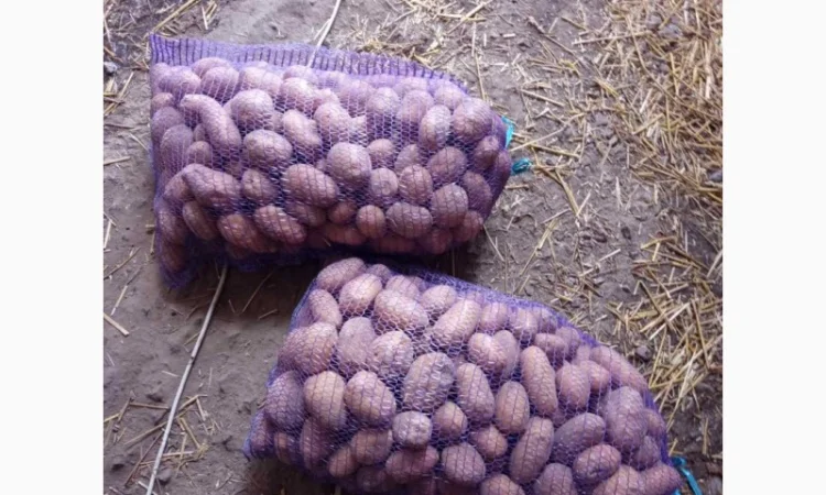 Пропонується товарна картопля сорту Гренада - фото № 3