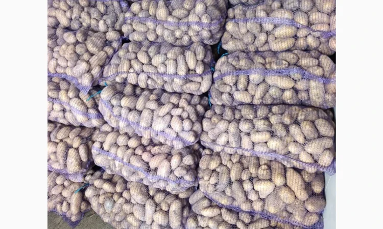 Продается семенной картофель сортов Гранада, Лабелла, Раномі II и III репродукции - фото № 2