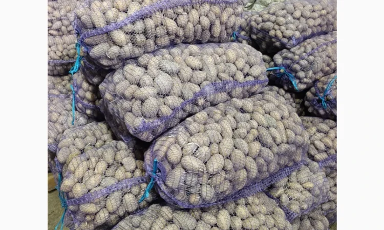 Продается семенной картофель сортов Гранада, Лабелла, Раномі II и III репродукции - фото № 4