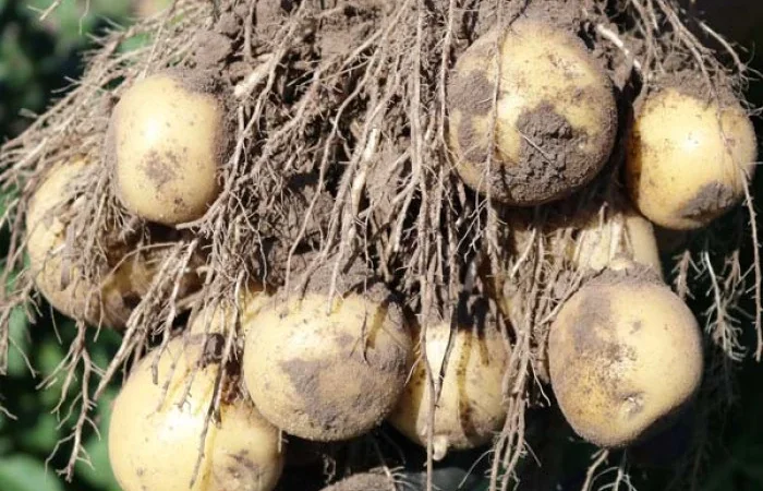 Продается сорт картофеля Ривьера - ультра ранний - фото № 1