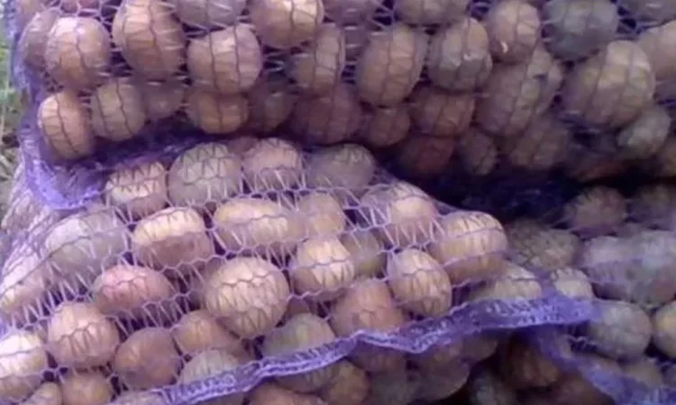 Картофель продовольственный - фото № 1