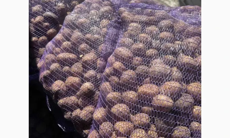 Продам картоплю сорту Коломбо 2 репродукція оптом від 10 тонн - фото № 1