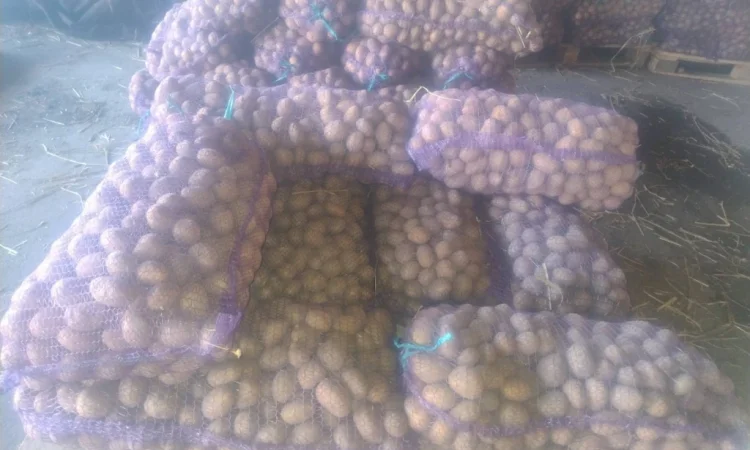 Пропоную посадкову картоплю - фото № 1