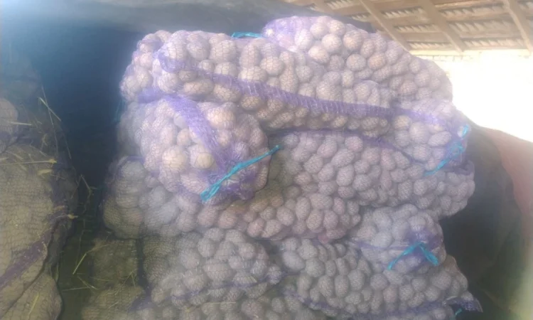 Пропоную посадкову картоплю - фото № 3