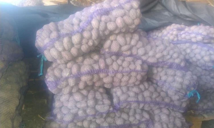 Пропоную посадкову картоплю - фото № 4