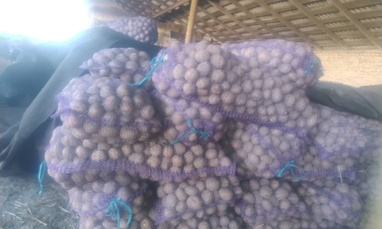 Пропоную посадкову картоплю - фото № 5