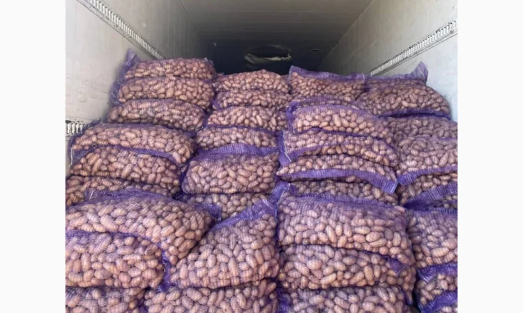 Картопля насіннева в продаже - фото № 1