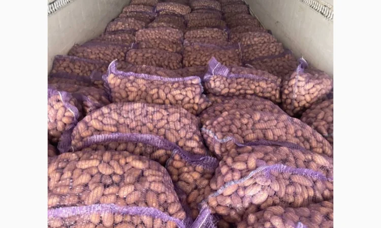 Картопля насіннева в продаже - фото № 2