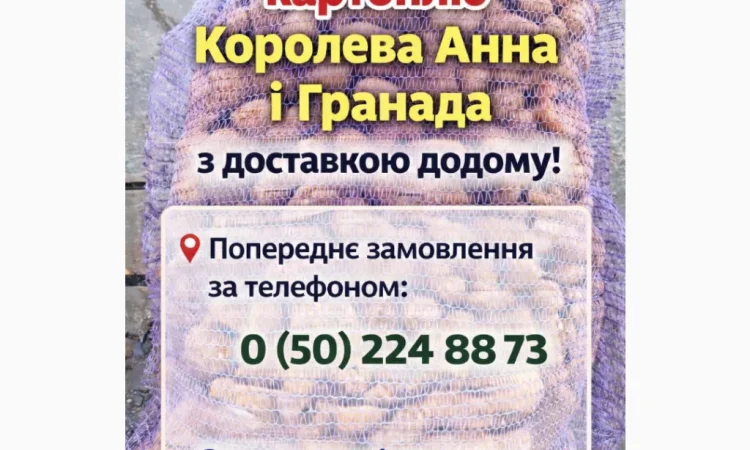 Картопля насіннева в продаже - фото № 3
