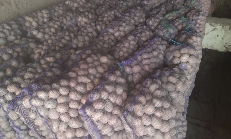 Продается семенной картофель - фото № 1
