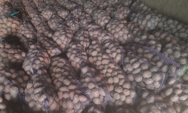 Продается семенной картофель - фото № 2