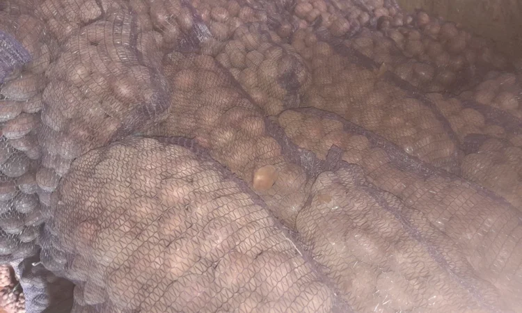 Продается семенной картофель - фото № 3