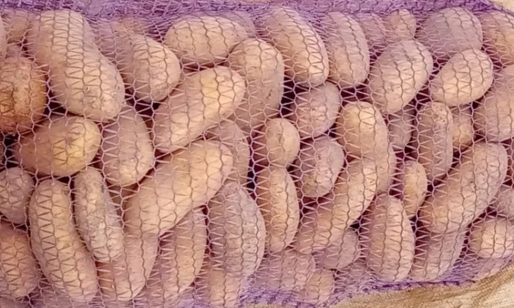 Продается картошка сорта Словянка, Гренада и Белая Роса - фото № 1