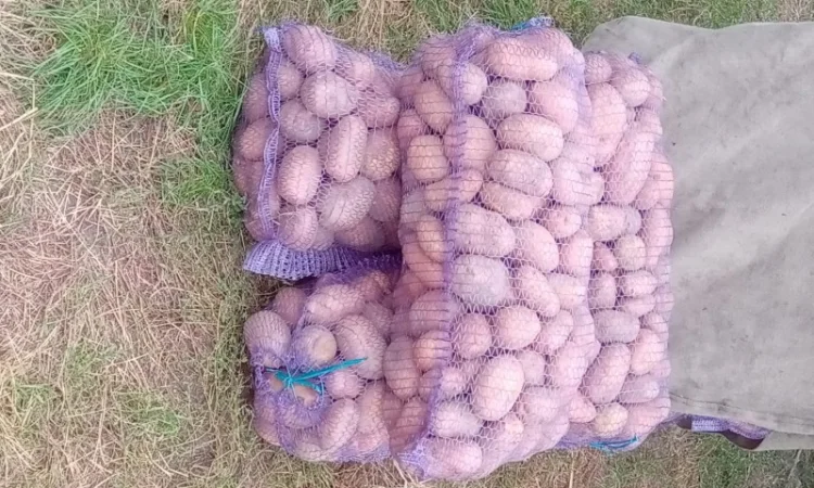 Продается картошка сорта Словянка, Гренада и Белая Роса - фото № 2