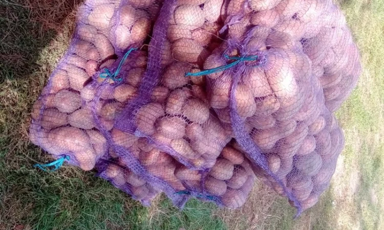 Продается картошка сорта Словянка, Гренада и Белая Роса - фото № 3