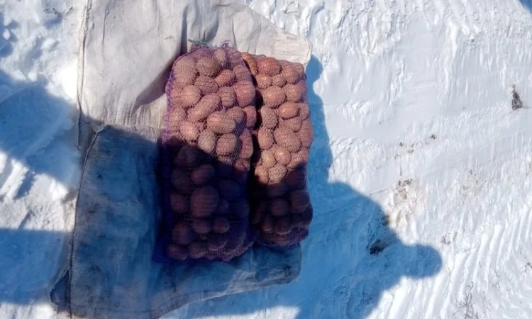 Продаж картоплі сорту Славянка - фото № 1