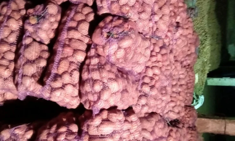 Продаж картоплі сорту Славянка - фото № 2