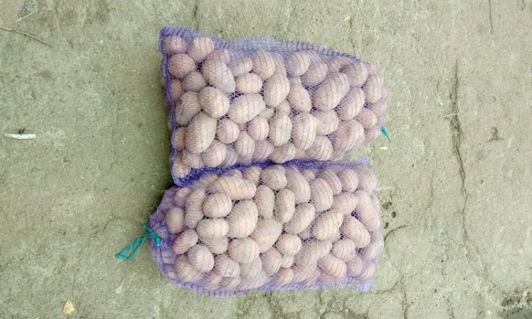 Продаж картоплі сорту Славянка - фото № 3