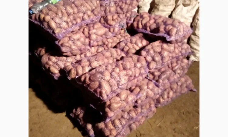 Продается качественная домашняя картошка - фото № 1