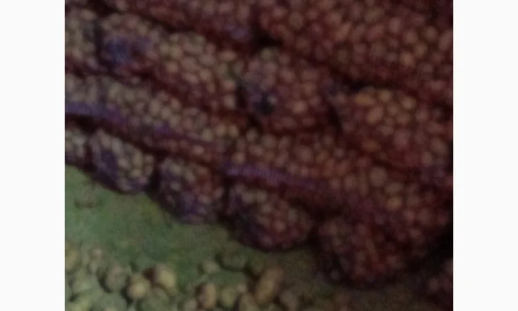 Продается качественная домашняя картошка - фото № 3