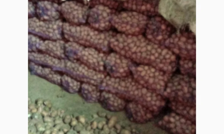 Продается качественная домашняя картошка - фото № 4