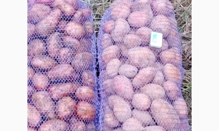 Продается качественная домашняя картошка - фото № 6
