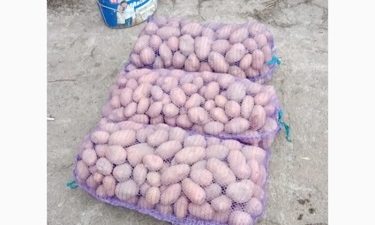 Продается качественная домашняя картошка - фото № 7