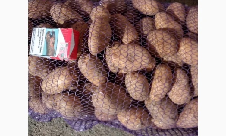 Картопля Мелоді на продаж - фото № 1