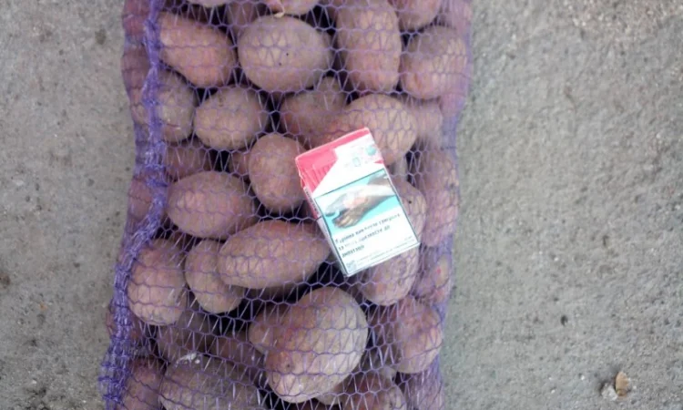 Картопля Мелоді на продаж - фото № 2